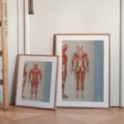 Muscular System Set anatomy chart for clinics