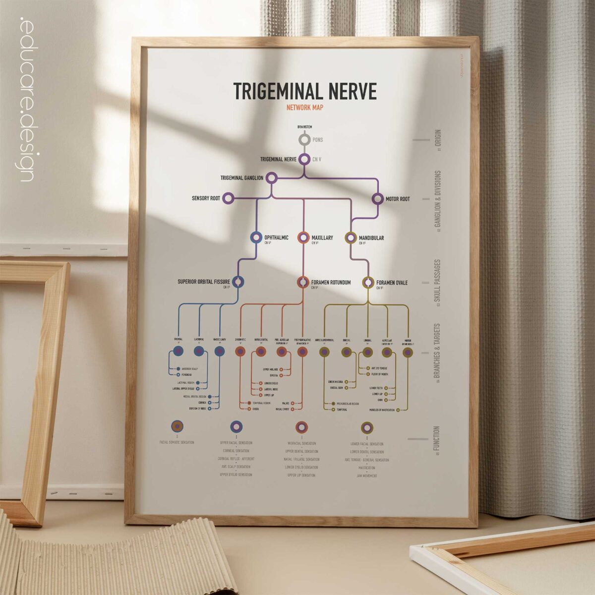 Trigeminal Nerve Set with trigeminal nerve anatomy and trigeminal neuralgia clinical reference charts.