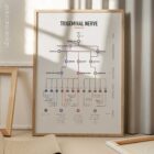 Trigeminal Nerve Set anatomy chart for clinics