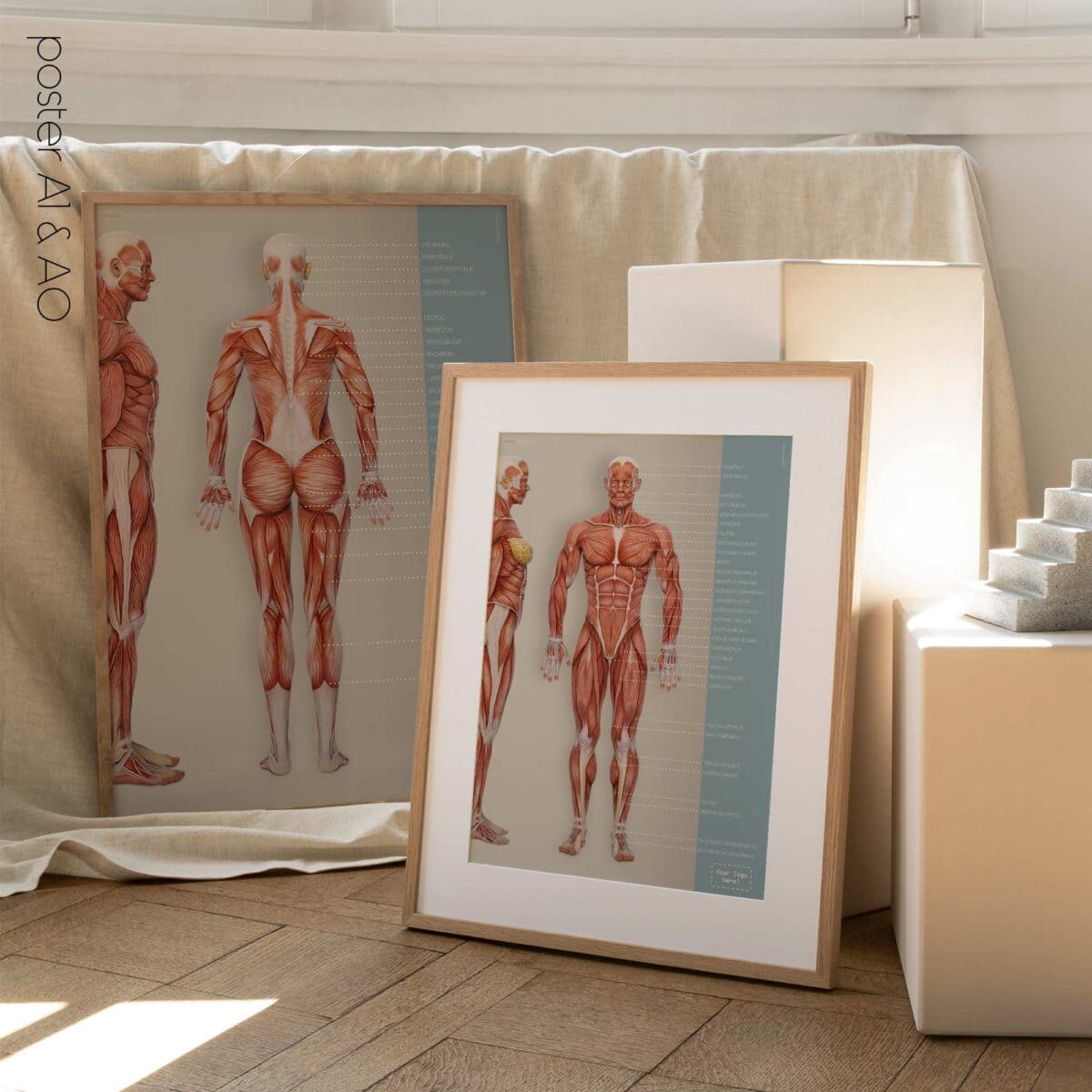 Save 25% on our Muscular System Set
