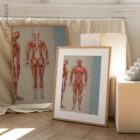 Muscular System Set anatomy chart for clinics