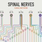 Spinal Nerves Clinical Root Testing anatomy chart for clinics
