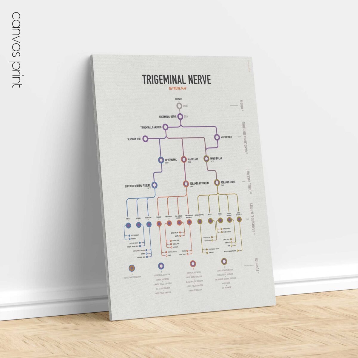 Trigeminal Nerve Set with trigeminal nerve anatomy and trigeminal neuralgia clinical reference charts.
