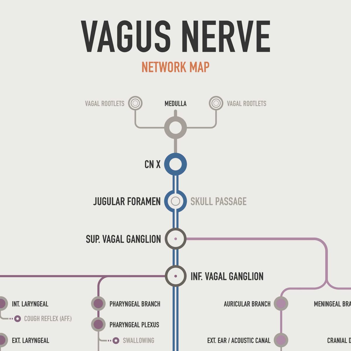 Mappa di Rete del Nervo Vago