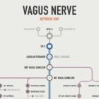 Vagus Nerve Network Map anatomy chart for clinics