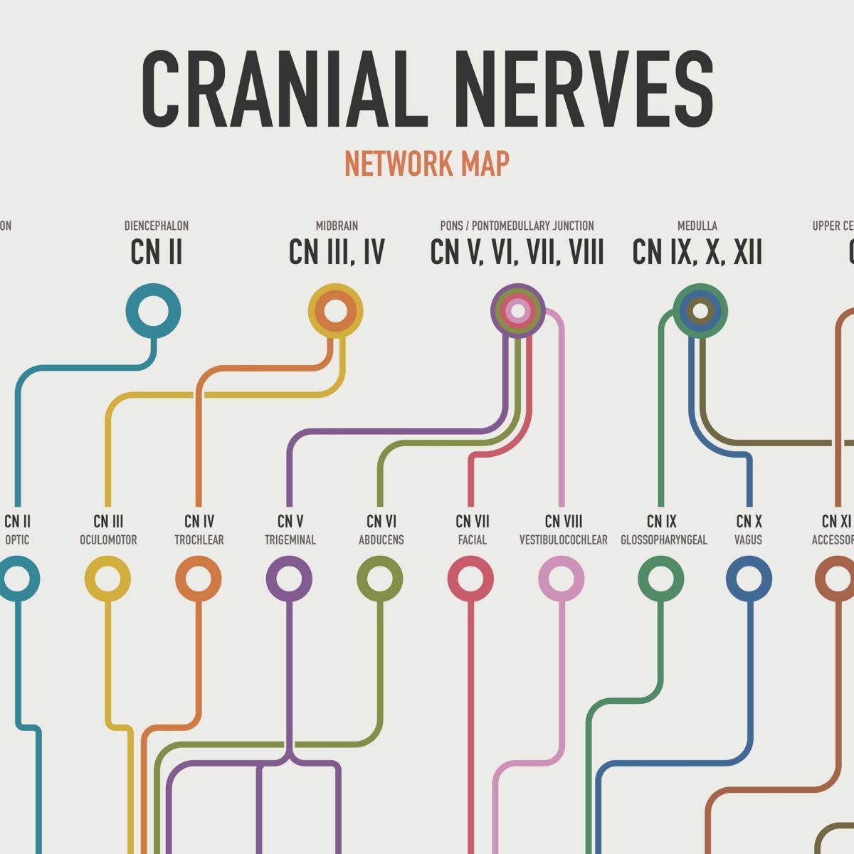 Cranial Nerves Network Map
