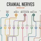 Cranial Nerves Network Map anatomy chart for clinics Cranial Nerves Network Map anatomy chart for clinics