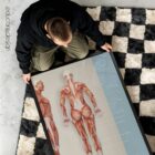 Muscular System Set anatomy chart for clinics