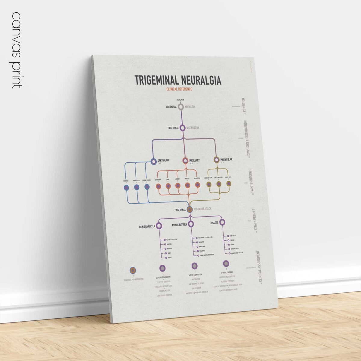 Trigeminal Nerve Set with trigeminal nerve anatomy and trigeminal neuralgia clinical reference charts.