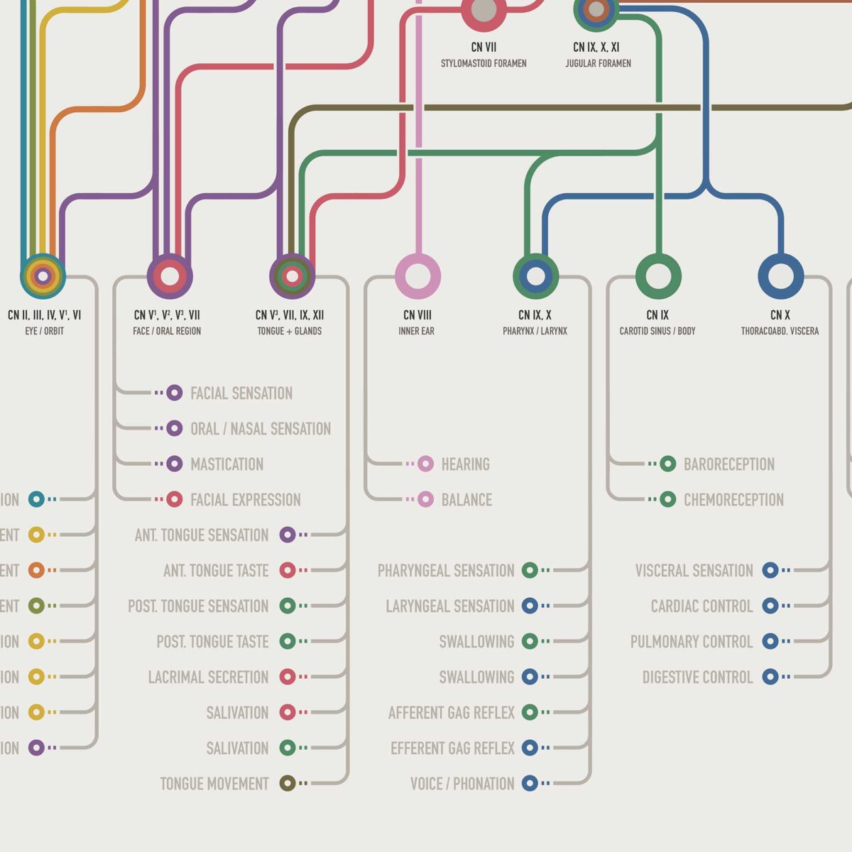 Cranial Nerves Network Map