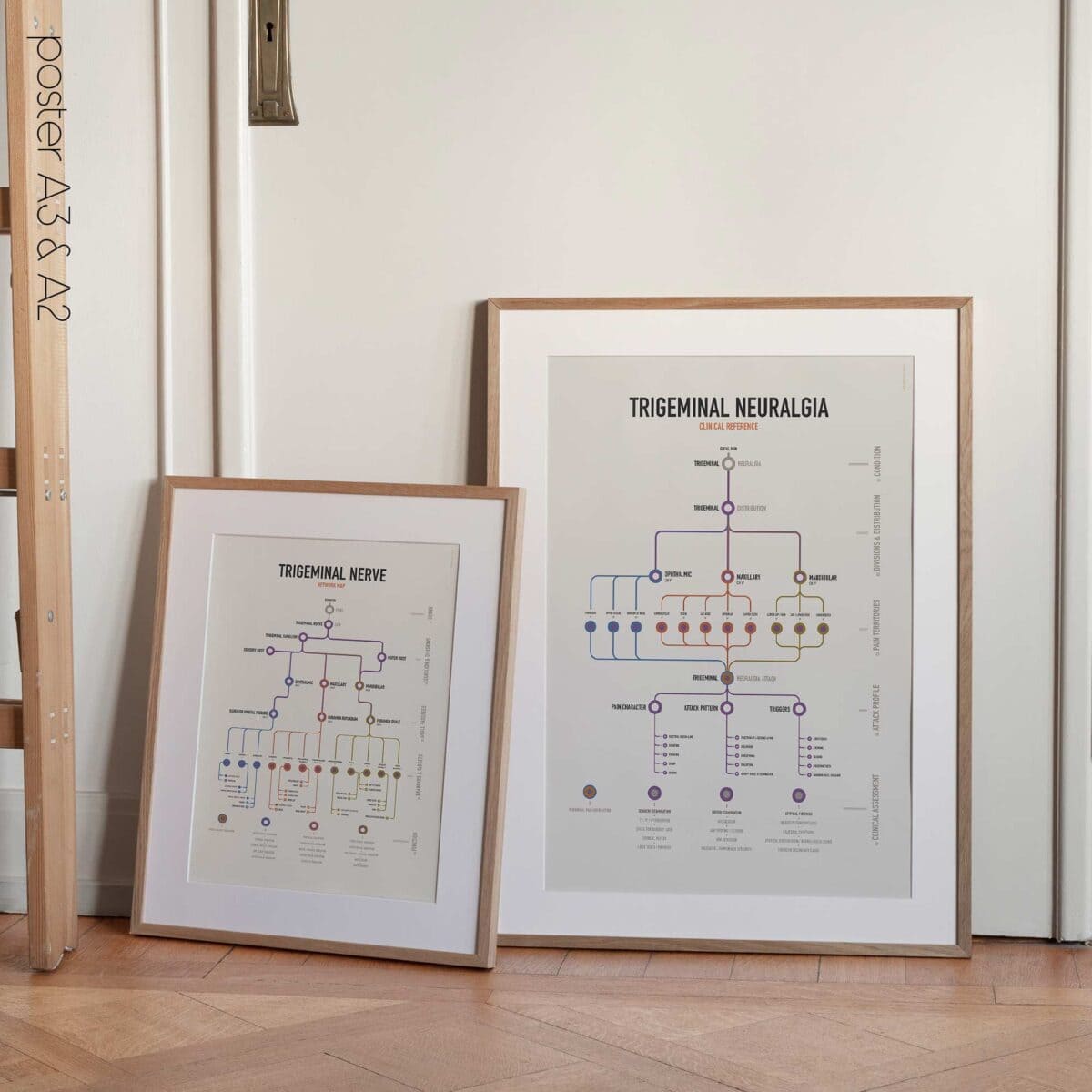 Trigeminal Nerve Set with trigeminal nerve anatomy and trigeminal neuralgia clinical reference charts.