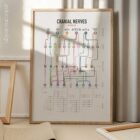 Cranial Nerves Network Map anatomy chart for clinics Cranial Nerves Network Map anatomy chart for clinics