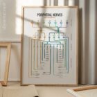Peripheral Nerves Set anatomy chart for clinics