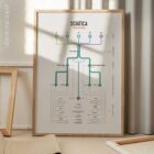Sciatica Clinical Testing Reference anatomy chart for clinics