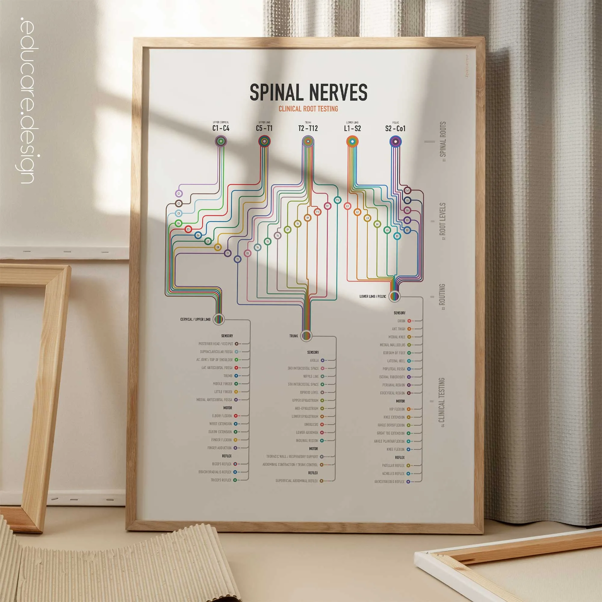 Spinal Nerves Clinical Root Testing
