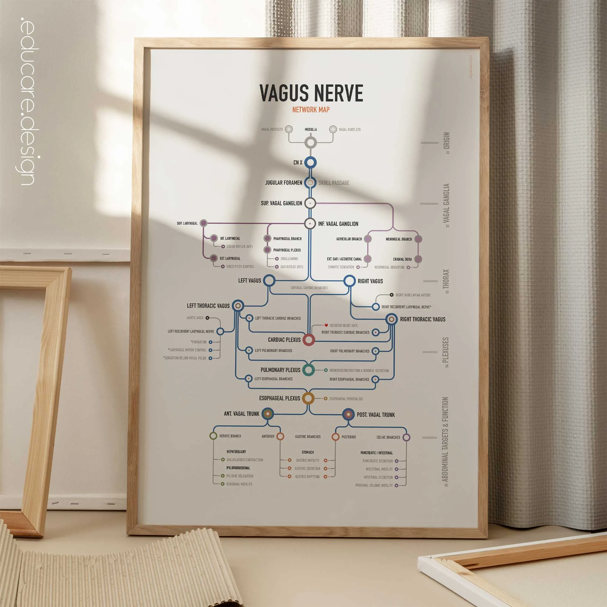 Vagus Nerve Network Map