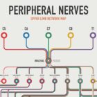 Peripheral Nerves Set anatomy chart for clinics