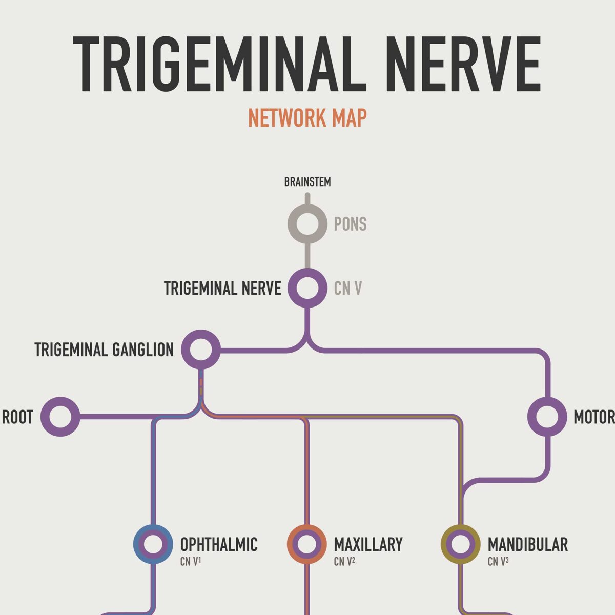 Trigeminal Nerve Set with trigeminal nerve anatomy and trigeminal neuralgia clinical reference charts.
