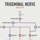 Trigeminal Nerve Set anatomy chart for clinics