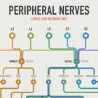 Peripheral Nerves Set anatomy chart for clinics