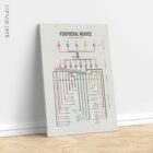 Peripheral Nerves Set anatomy chart for clinics