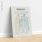 Peripheral Nerves Set anatomy chart for clinics