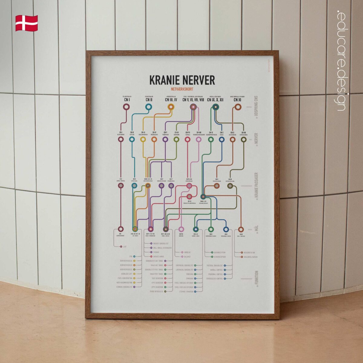 Cranial Nerves Network Map