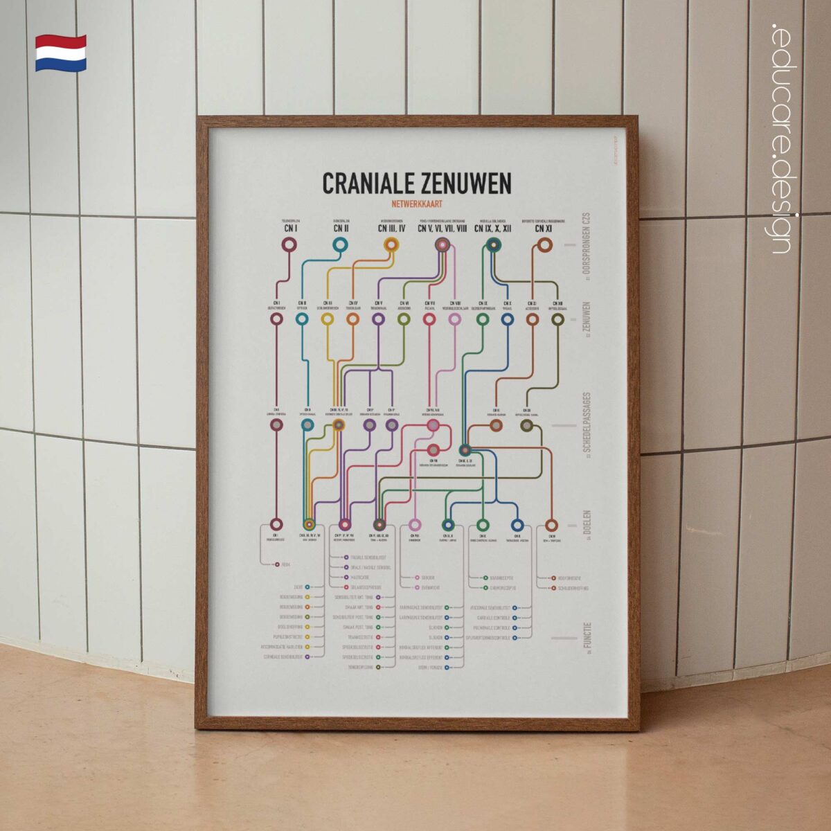 Cranial Nerves Network Map