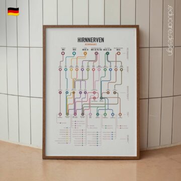 Netzwerkkarte der Hirnnerven