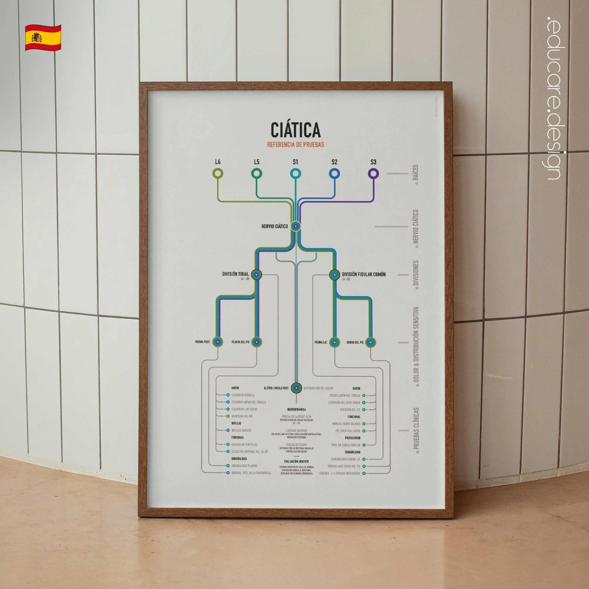 Ciática Referencia de Pruebas Clínicas lámina anatómica para clínicas y consultas
