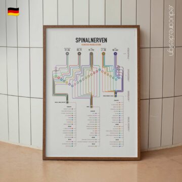 Spinalnerven Klinische Wurzeltestung