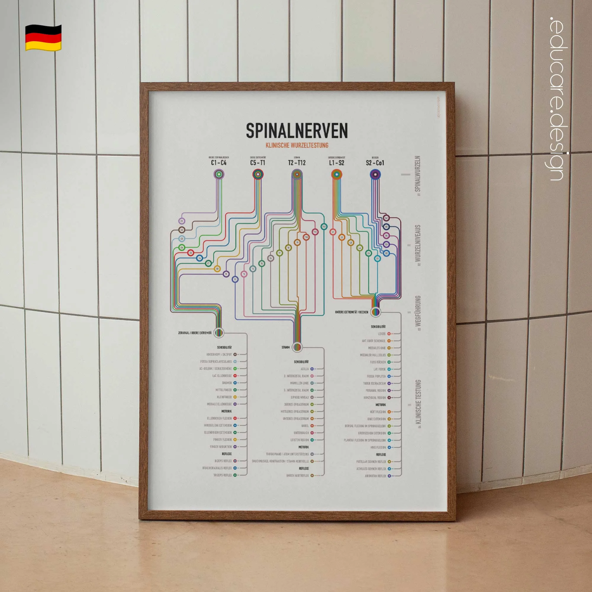 Spinalnerven Klinische Wurzeltestung Anatomie-Chart für Praxen und Kliniken