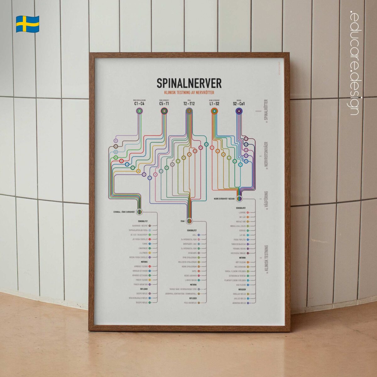 Spinal-Nerves-Clinical-Root-Testing_svensk