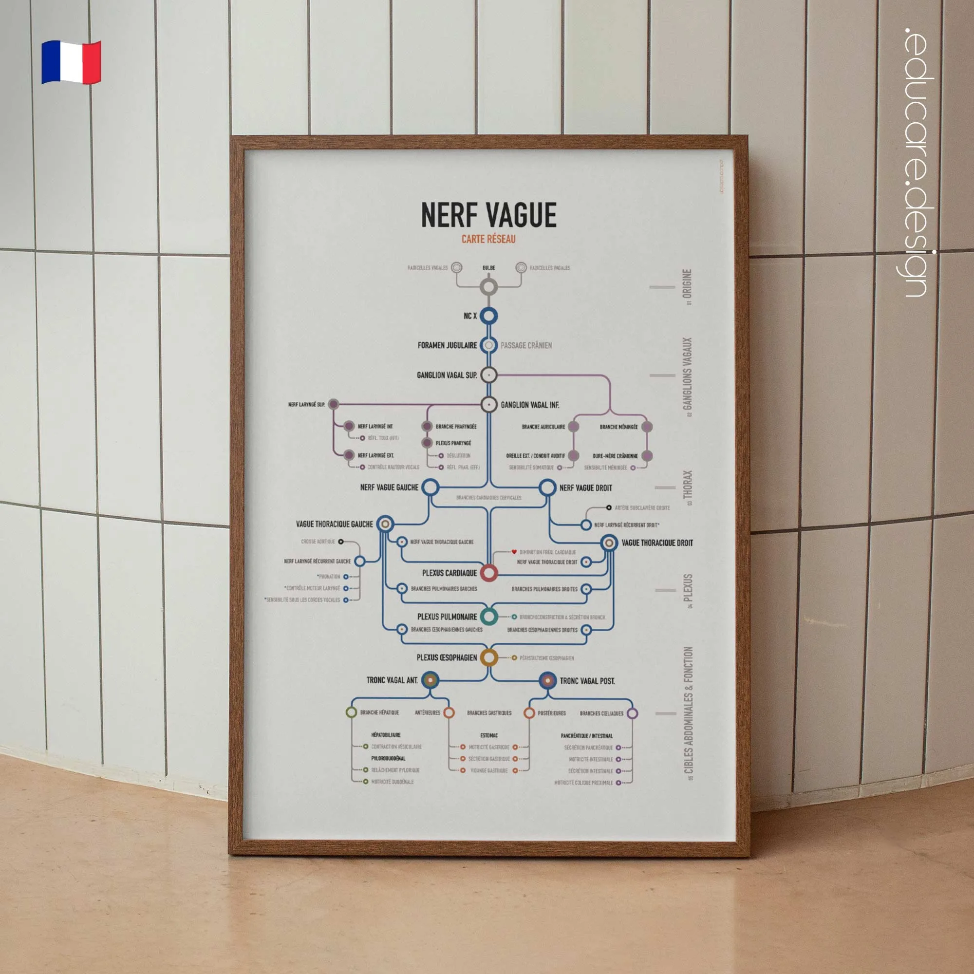 Carte Réseau du Nerf Vague planche anatomique pour cabinets et cliniques