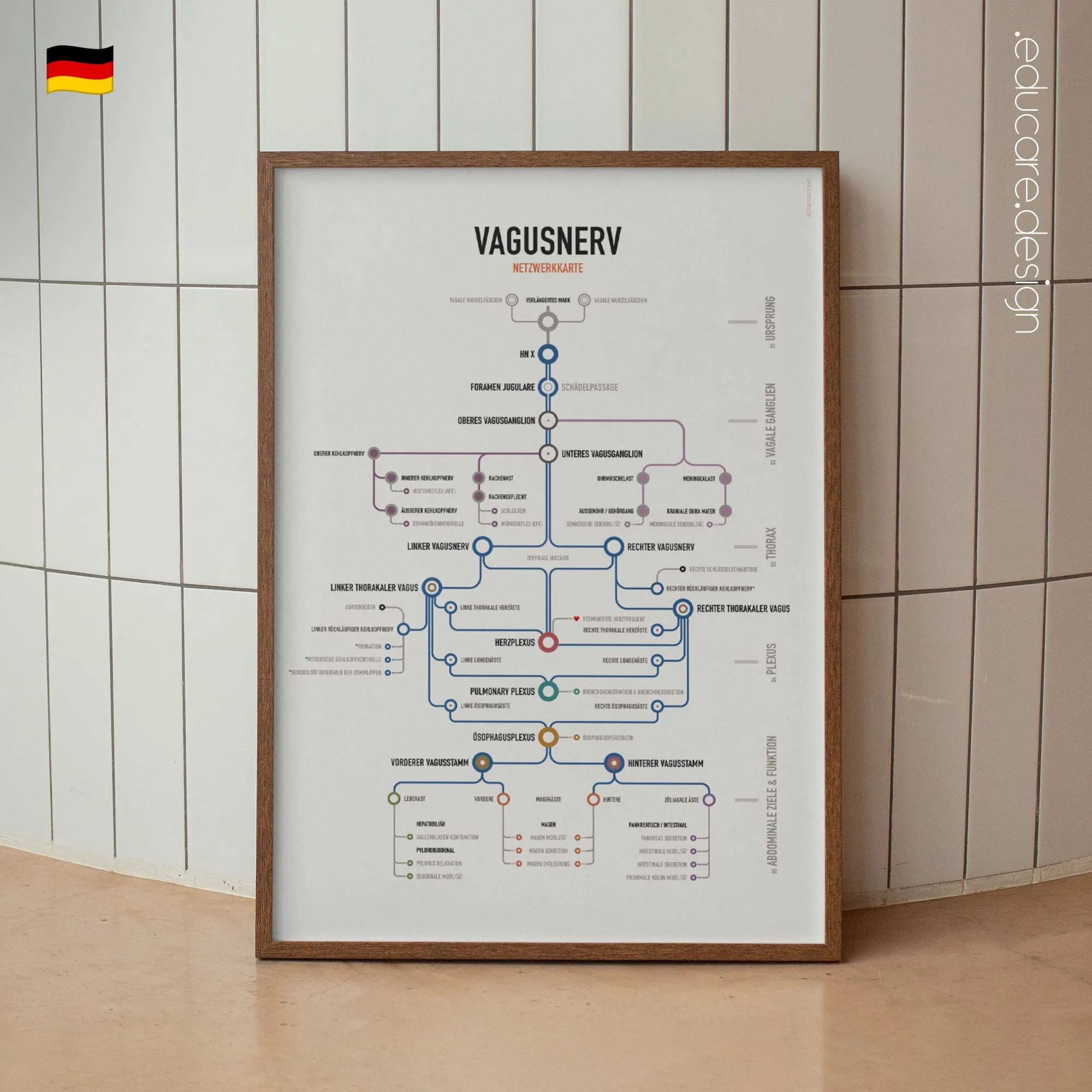 Vagusnerv Netzwerkkarte Anatomie-Chart für Praxen und Kliniken Vagusnerv Netzwerkkarte Anatomie-Chart für Praxen und Kliniken