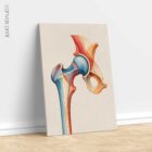 Chromatic Hip anatomy chart for clinics