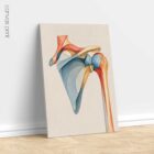 Chromatic Shoulder anatomy chart for clinics
