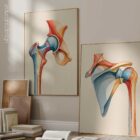 Chromatic Hip anatomy chart for clinics