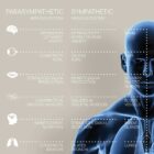 Autonomic Nervous System anatomy chart for clinics