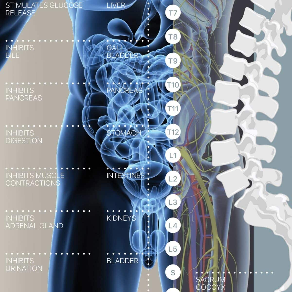 Autonomic Nervous System