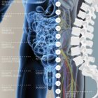 Autonomic Nervous System anatomy chart for clinics